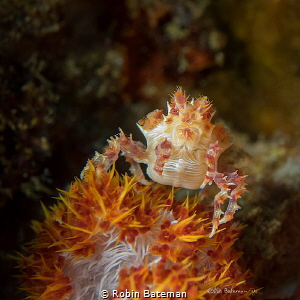 Orange Crush   These little soft coral crabs are so good ... by Robin Bateman 